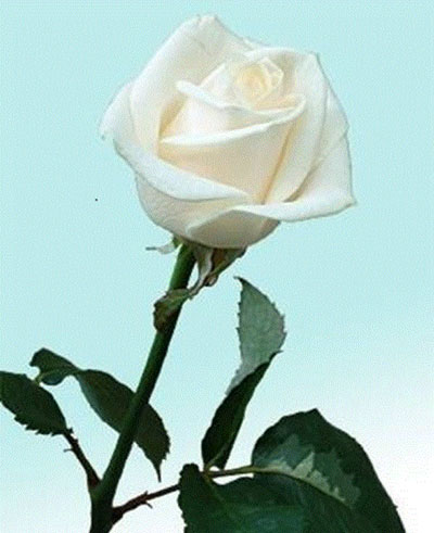 Concetta Zingaropoli